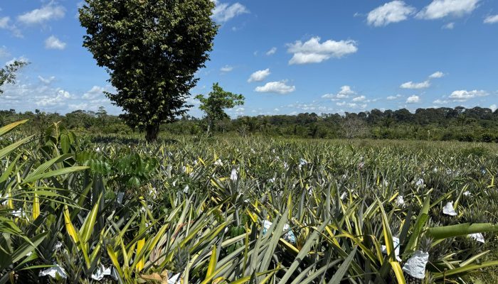 PLANTAÇÃO DE abacaxi
